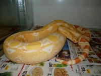 0,1 red pastel albino