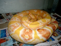 0,1 HI red pastel albino
