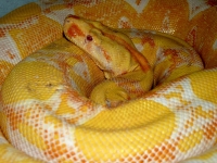 0,1 red pastel albino