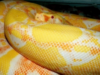 Albino Sharp