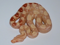 Sharp albino superpastel