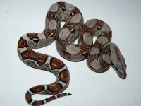 het. albino Sharp 50% het Bloody