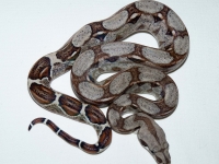 het. albino Sharp 50% het Bloody