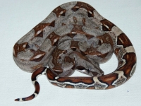 A; het. albino Sharp 50% het Bloody Kod-14 ;F;2013;1;150