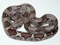 het. albino Sharp 50% het Bloody