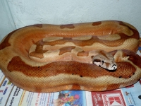 1,0 Jungle supersalmon superpastel