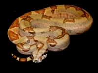 0,1 Jungle salmon 100% het bloody 100% het Sharp albino