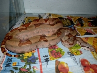 1,0 Jungle salmon 100% het bloody 100% het Sharp albino