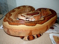 0,1 Contrast linie supersalmon superpastel jungle