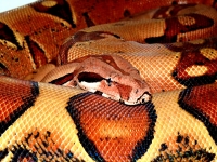 0,1 Sved Jungle superpastel (All boas linie)