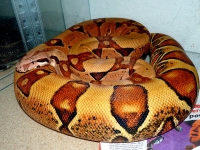 0,1 Sved Jungle superpastel (All boas linie)