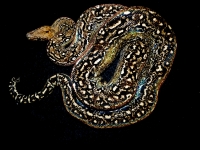 1,0 Leopard het albino