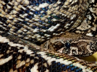 0,1 Leopard het albino