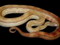 0,1 T+ albino nikaragua motley