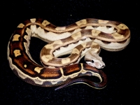 1,0  Columbian motley het. albino Sharp