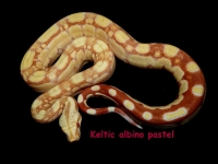 1-1 Keltic pastel albino Sharp 