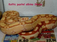 2-7 Keltic Sharp albino pastel