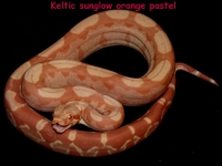 1-2 Keltic sunglow orange pastel