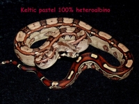 2-6 Keltic pastel heteroalbino Sharp