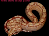 1-3 Keltic orange pastel Sharp albino