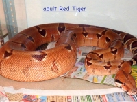 2 Red Tiger