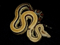 1,0 reverse stripe het. leopard het. mandarin belly