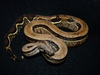 0,1 reverse stripe het. leopard het. mandarin belly