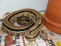 1,0 reverse stripe het. leopard het. mandarin belly
