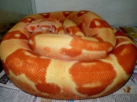 1,0 Hi red pastel sunglow